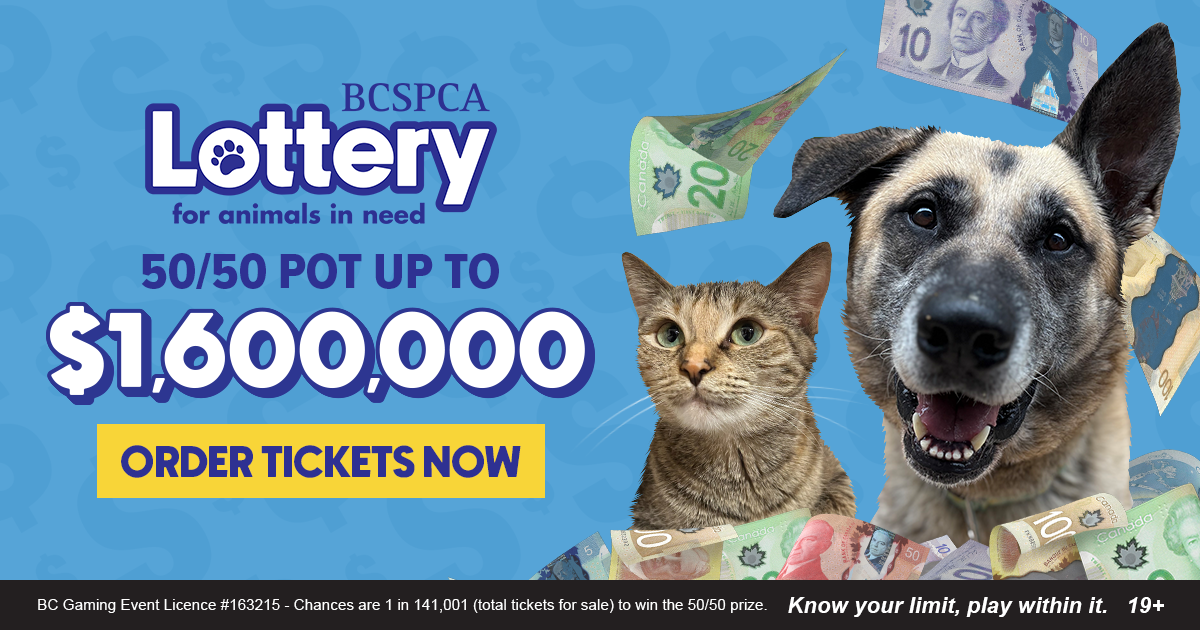 Can You Claim Your Dog on Your Taxes 2025: Tax Tips Uncovered